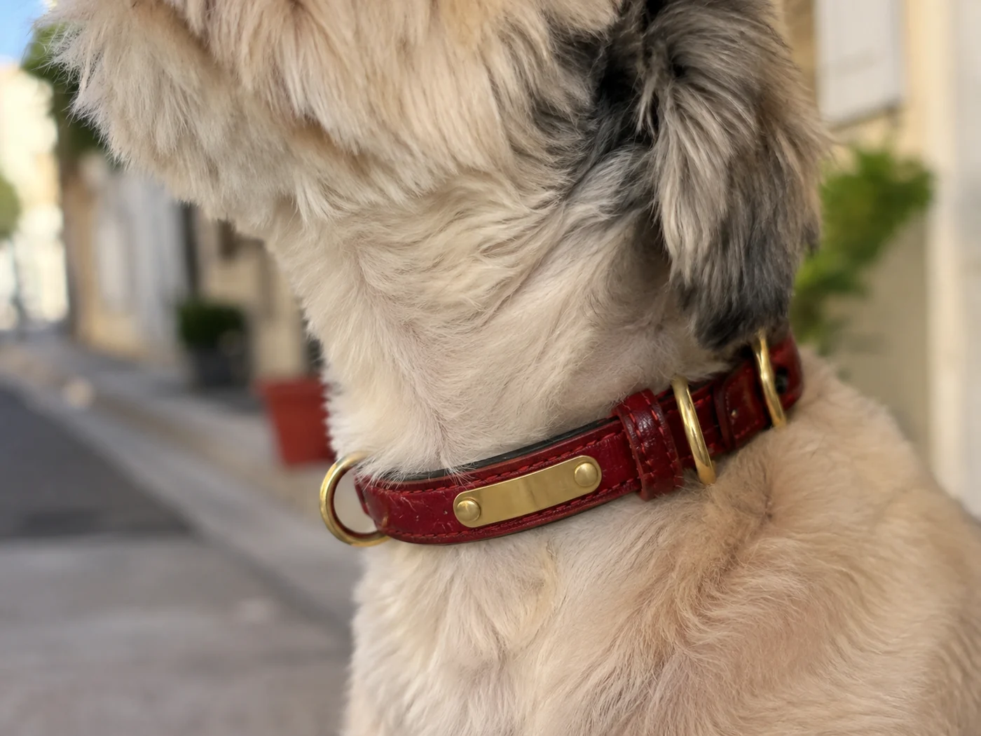 vue rapprochée du cou d'un chien dans la rue, la plaque de laiton rivetée nette et accrochant la lumière