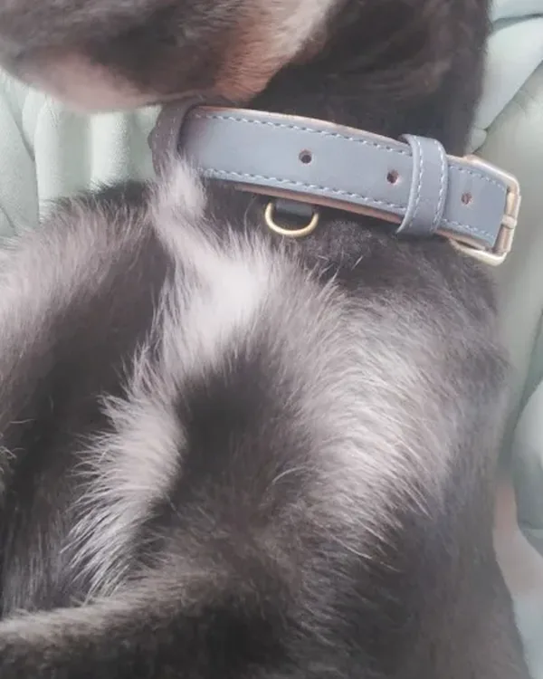 chien noir qui porte le collier gris clair