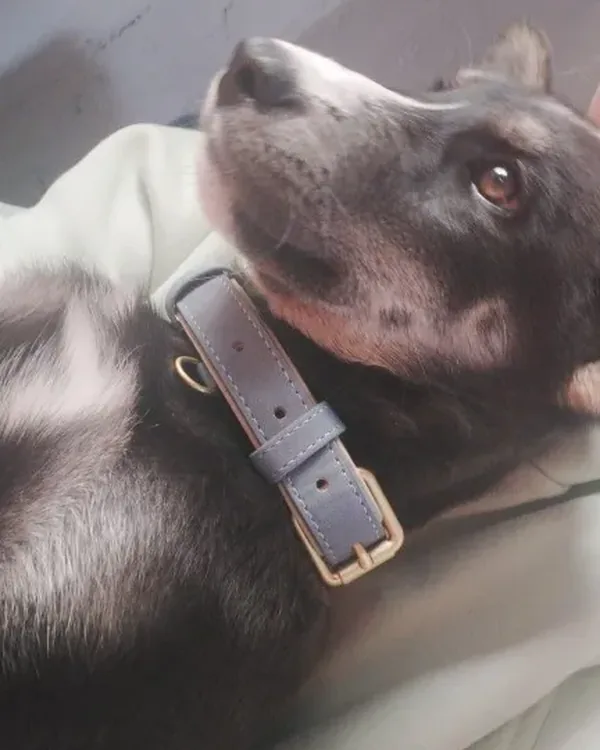 chien qui porte le collier gris, boucle de profil