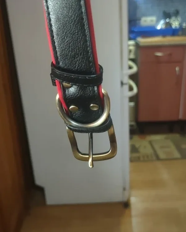 Collier chien personnalisé en cuir photographié par Nicolas P., acheteur vérifié